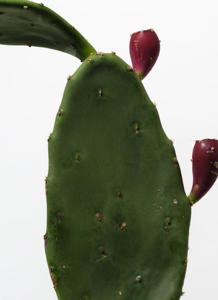Ingredient Deep Dive: Prickly Pear Extract