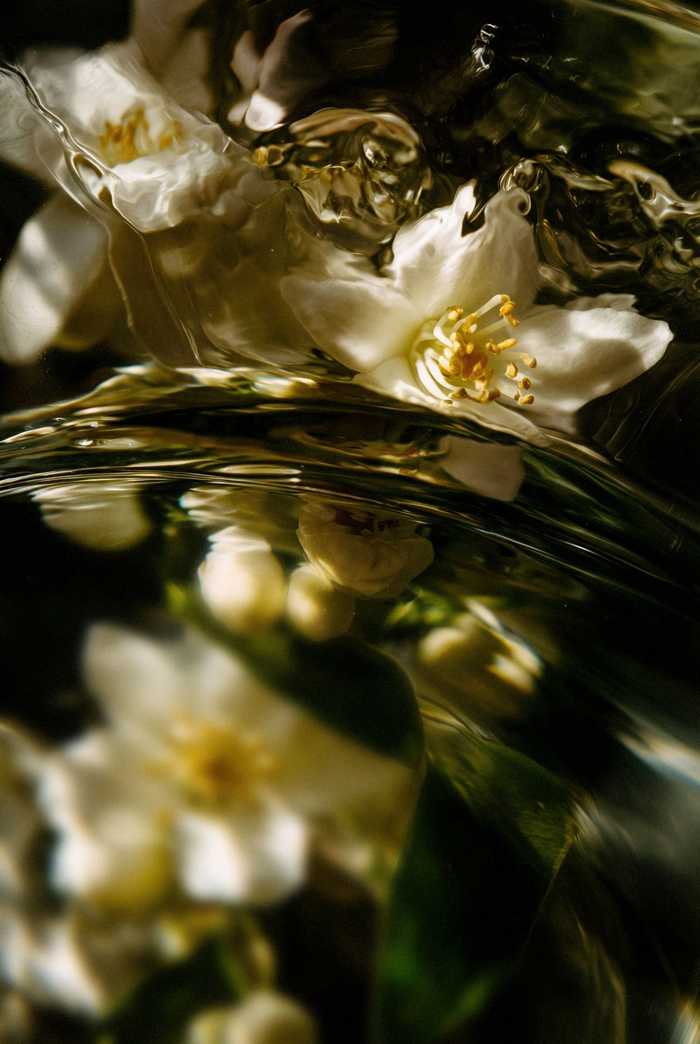 SHOP BY SCENT