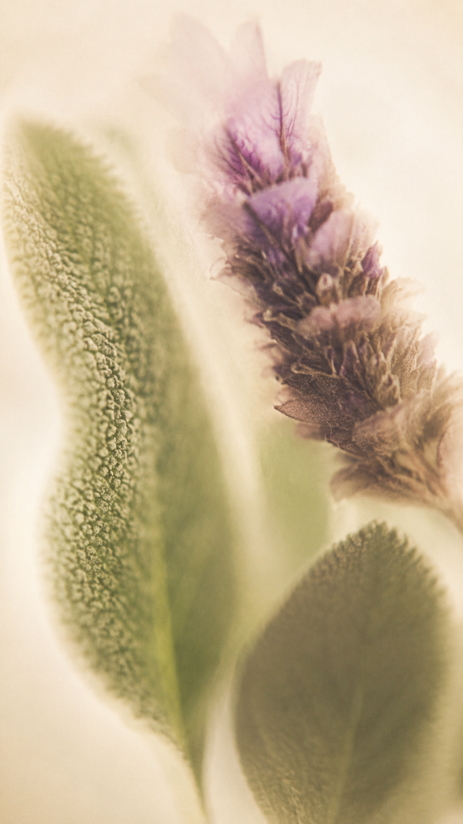 SAGE & LAVENDER