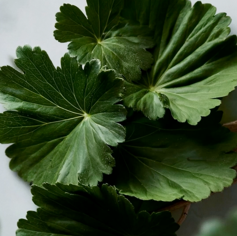 Hand Wash Geranium Leaf & Cedar