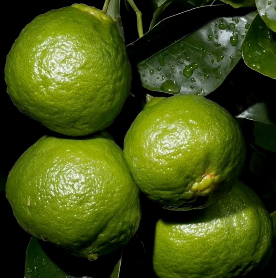 GREEN MANDARIN & NEROLI