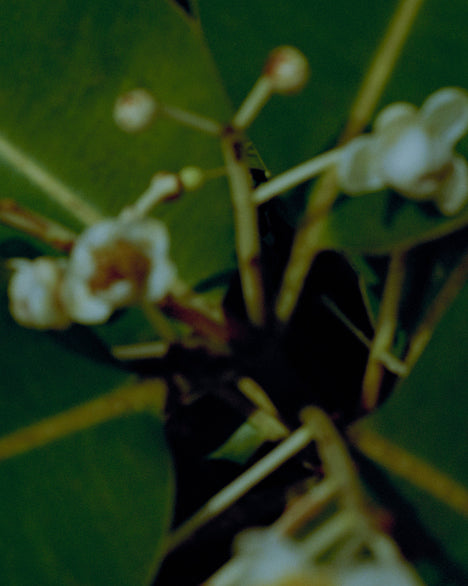 GERANIUM