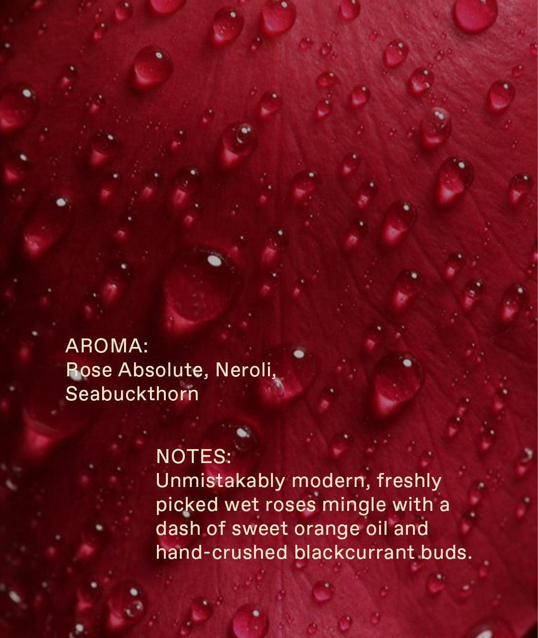 Shower Oil Rose Absolute, Neroli, Seabuckthorn – IKKARI