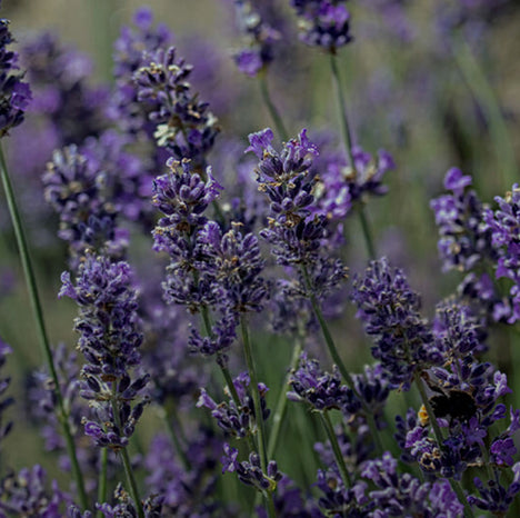 Lavender