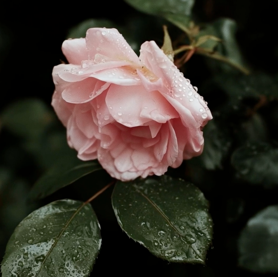 Rose Absolute, Neroli, Seabuckthorn